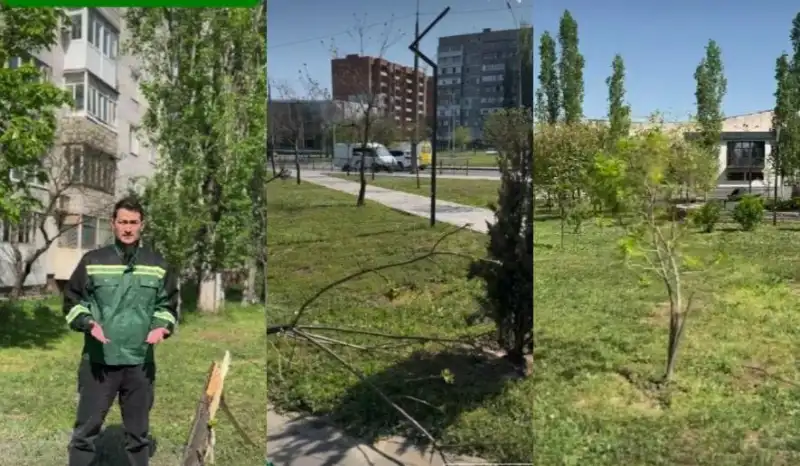 У Миколаєві невідомі знищили щойно висаджені дерева
