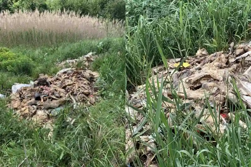 На Миколаївщині виявили дев’ять незаконних місць скидання тваринних відходів біля річки Синюха
