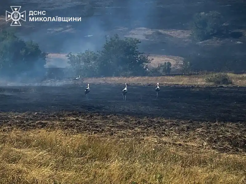 Масштабні пожежі на Миколаївщині: врятували чоловіка з вогню, горіли будинки й ліси